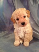 Female Bichon Poodle Puppy for sale #2 Born Feb.5th 2013|Iowa Puppies for sale will Be ready April 3rd 2013|Iowa Breeder|Bichon poo